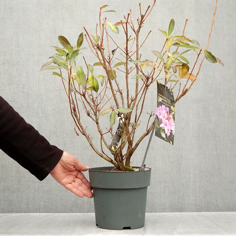 Esemplare di Azalea Soir de Paris Vaso da 4L/5L come consegnato in autunno