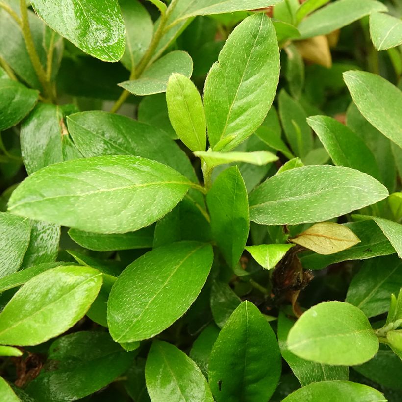 Azalea japonica Al's Picotee (Foliage)