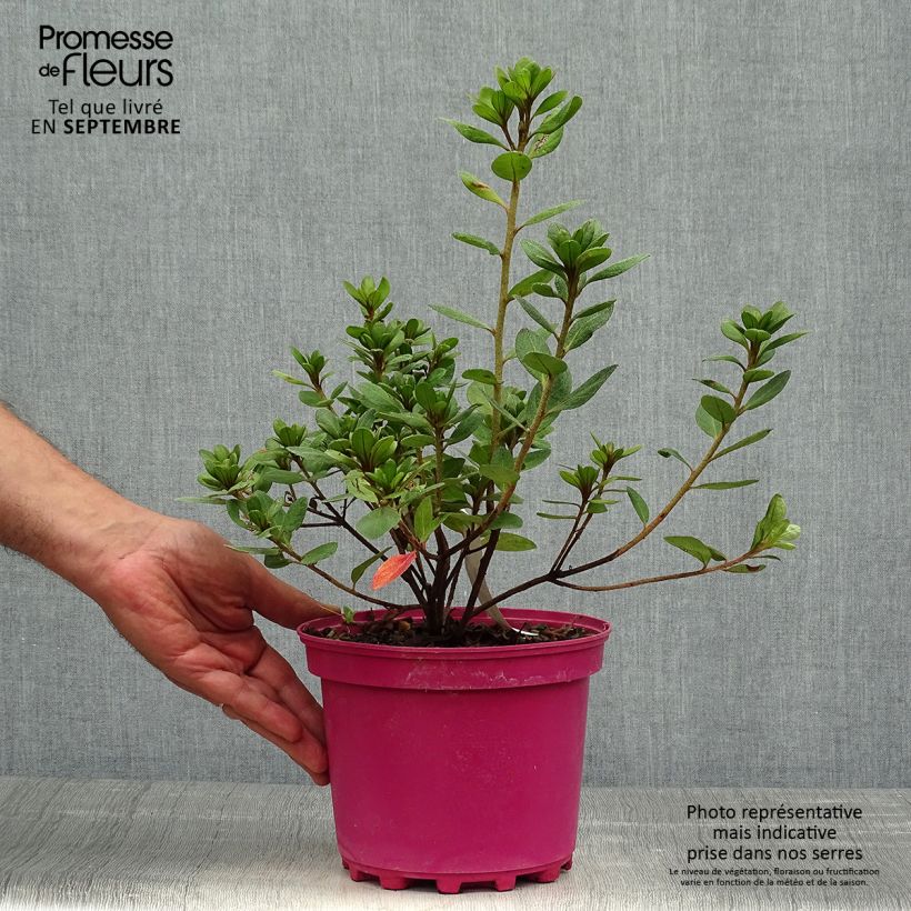 Esemplare di Azalea japonica Christina Vaso da 2L/3L come consegnato in autunno