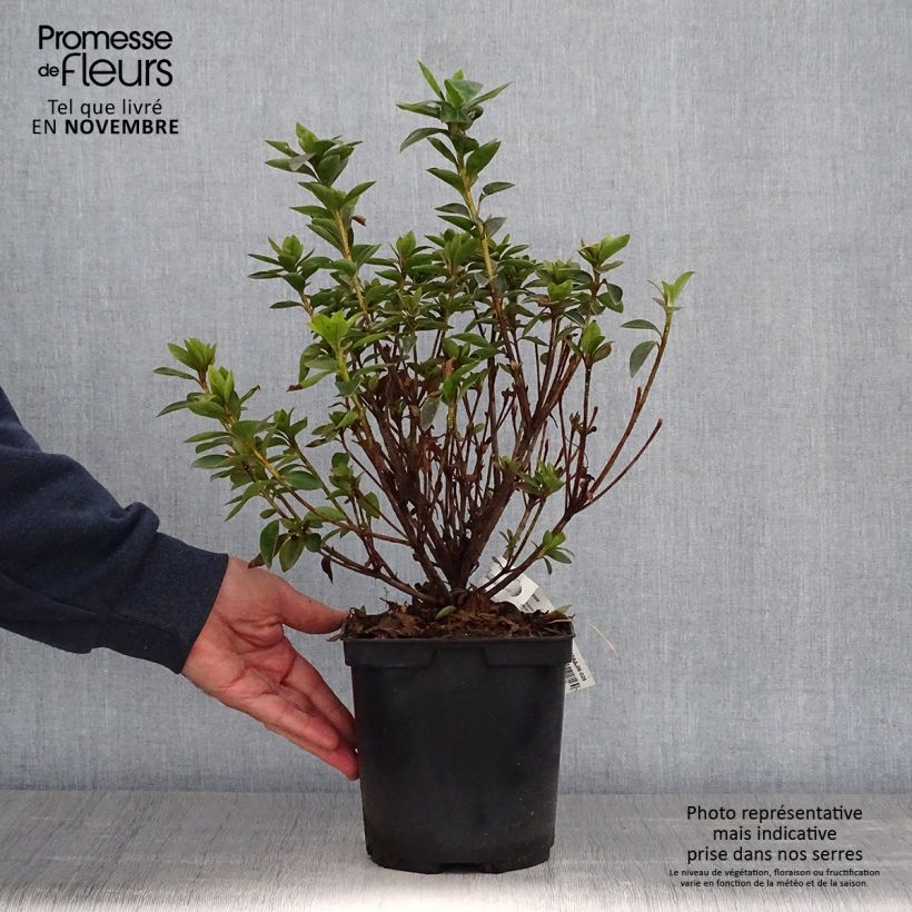 Esemplare di Azalée du Japon Elsie Lee - Rhododendron hybride Pot de 2L/3L come consegnato in autunno