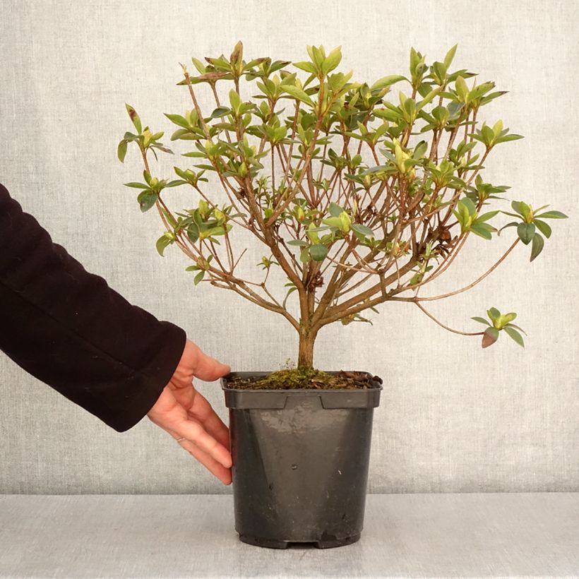 Example of Azalea japonica Elsie Lee Vaso da 2L/3L as you get in printemps