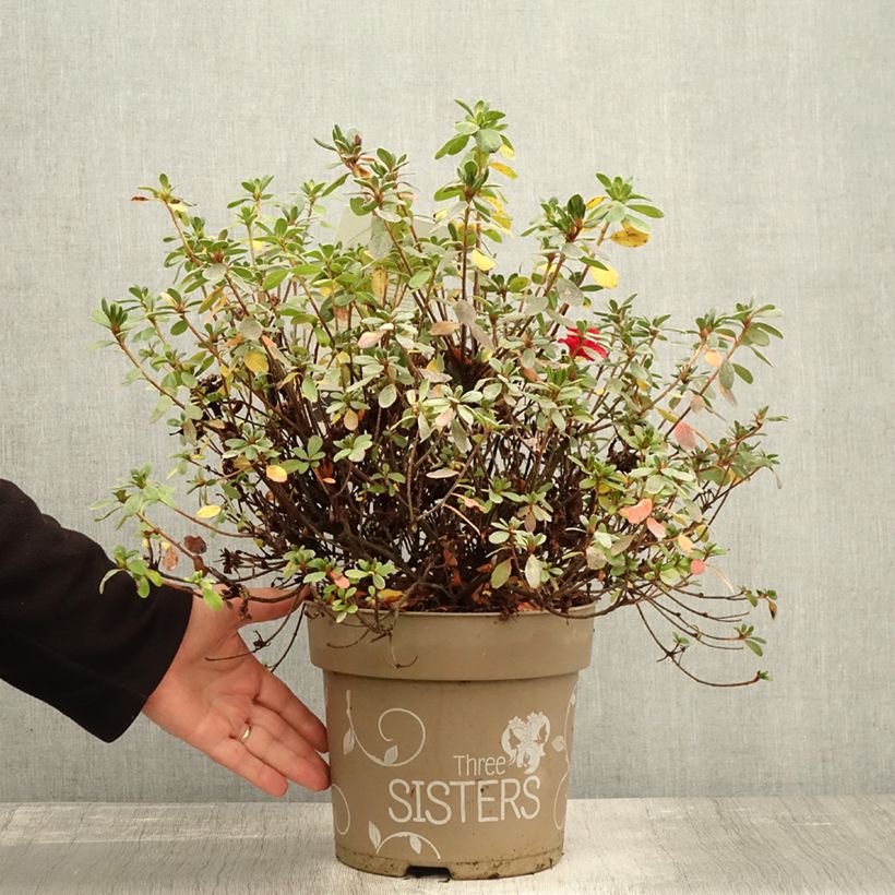 Esemplare di Azalea Fairy Dreams Three Sisters Mix Vaso da 6L/7L come consegnato in autunno