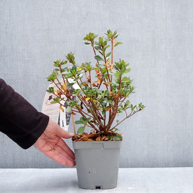 Azalée du Japon Flash Dance Pink – Rhododendron hybride Vaso da 2L/3L esemplare consegnato in inverno