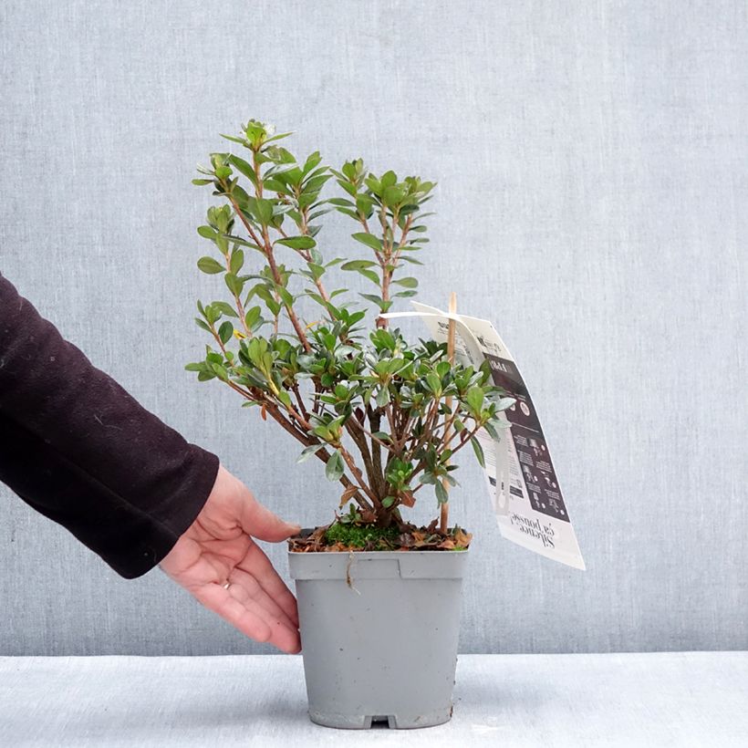 Example of Azalea japonica Flash Dance Salmon Vaso da 2L/3L as you get in hiver