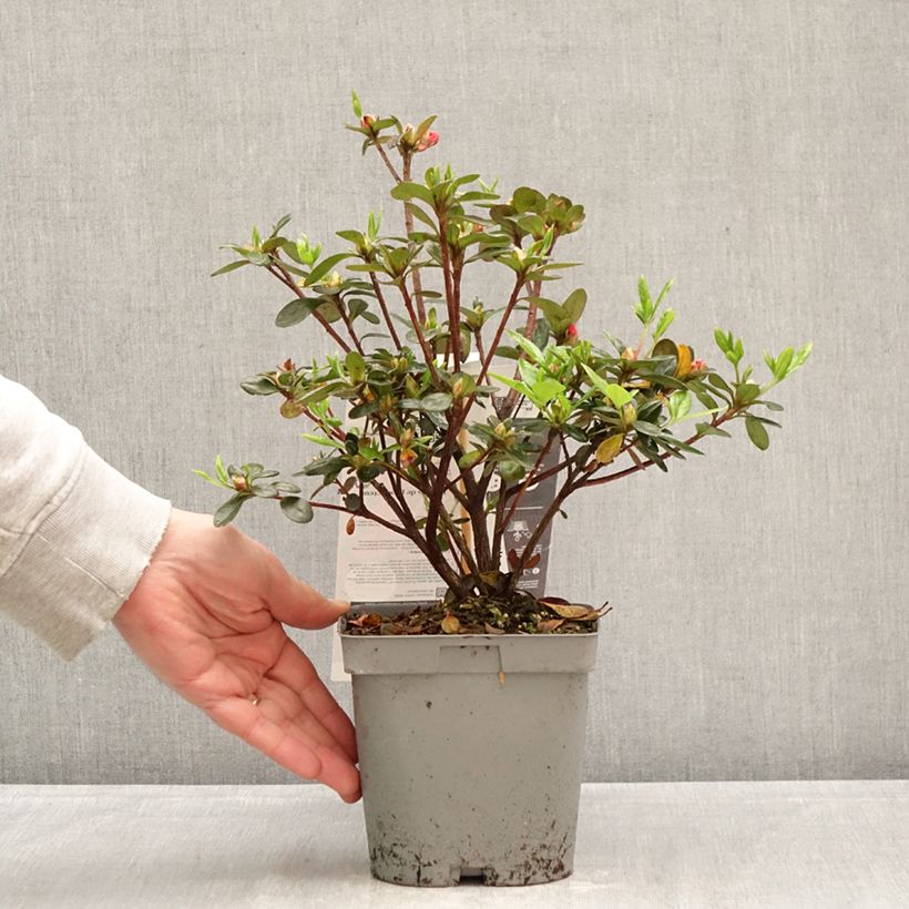 Azalea japonica Flash Dance Salmon Vaso da 2L/3L esemplare consegnato in primavera