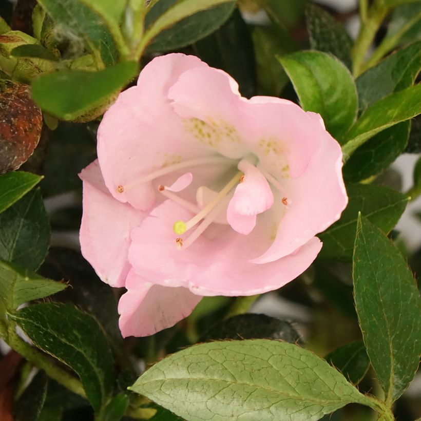 Azalea japonica Haru No Sono (Fioritura)