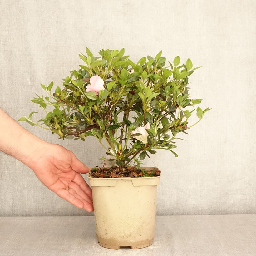 Azalea japonica Haru No Sono Vaso da 3L/4L esemplare consegnato in primavera