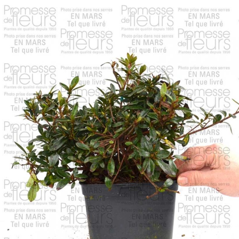 Esempio di esemplare Azalée du Japon Nakaharai Orange - Azalea japonica Pot de 2L/3L come consegnato
