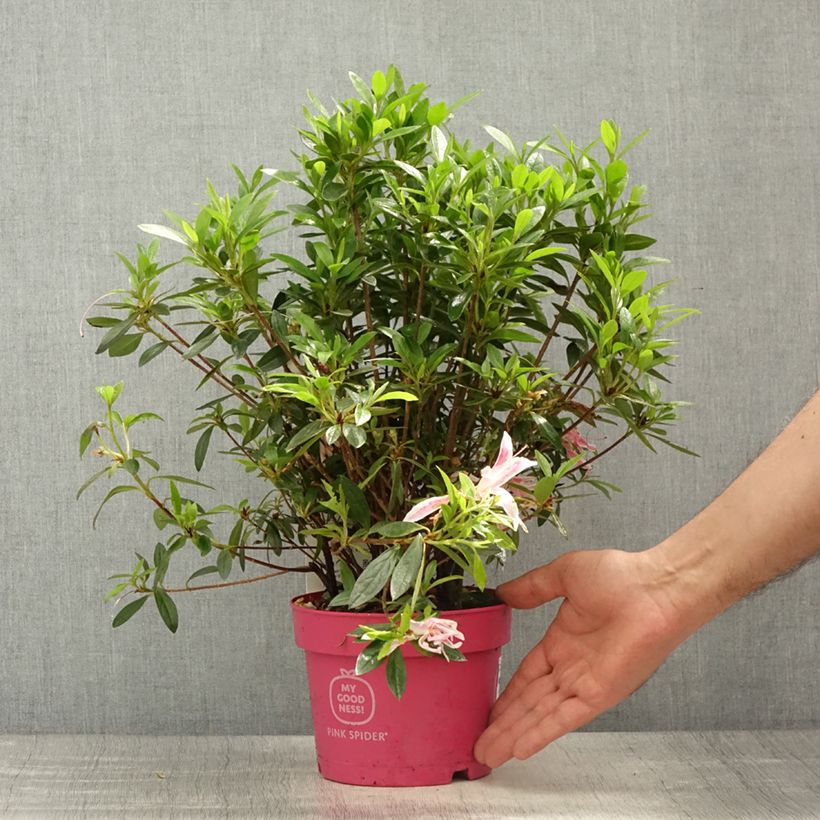 Azalea obtusum Pink Spider Vaso da 2L/3L esemplare consegnato in primavera
