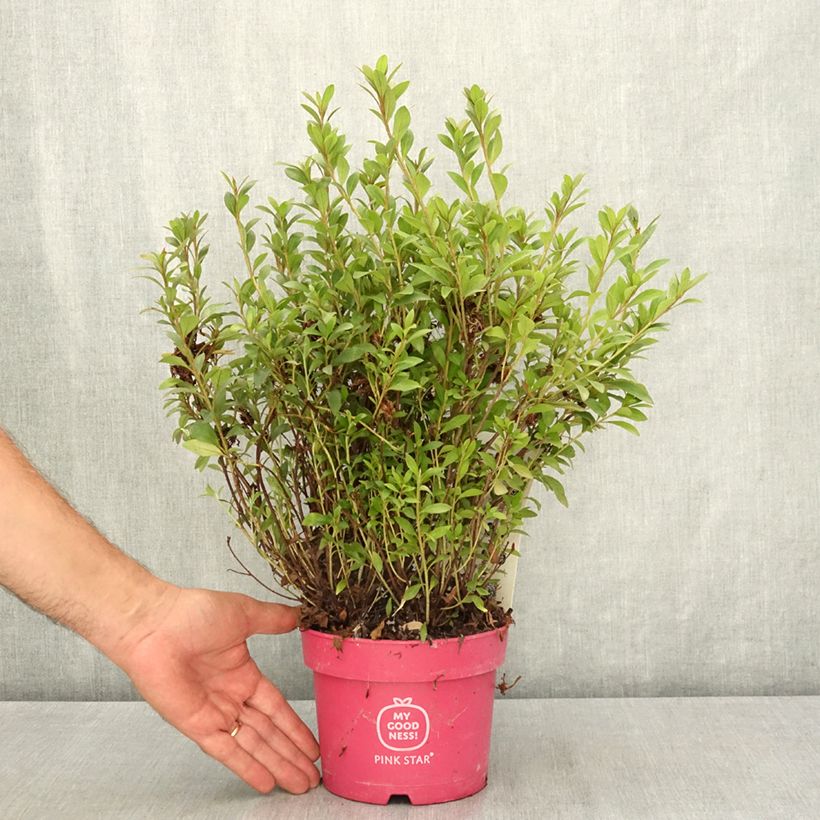 Esemplare di Azalea japonica Pink Star Vaso da 2L/3L consegnato in estate