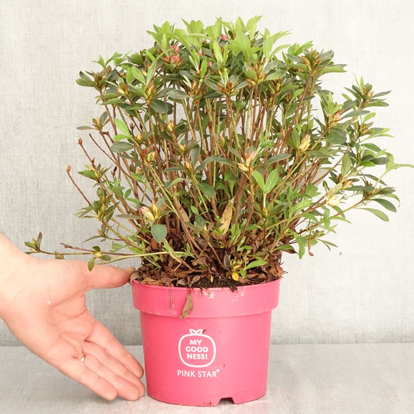 Azalea japonica Pink Star Vaso da 2L/3L esemplare consegnato in primavera