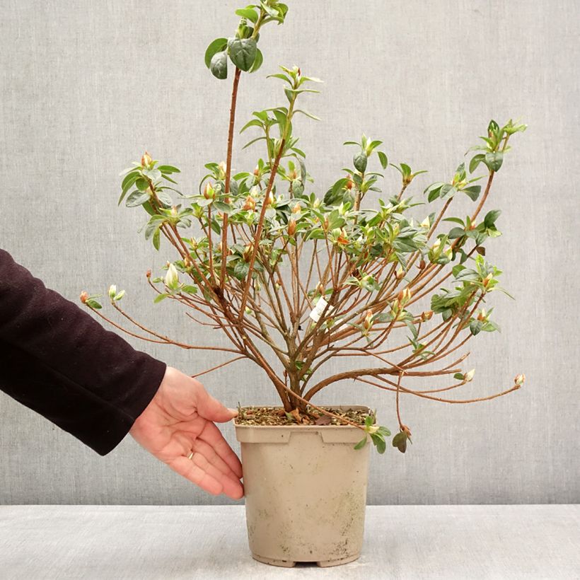 Azalea japonica Rêve de Lilas Vaso da 3L/4L esemplare consegnato in primavera