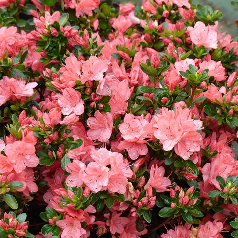 Azalea Rex (Fioritura)