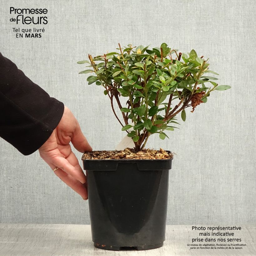 Azalea Sachsenstern Vaso da 3L/4L esemplare consegnato in primavera