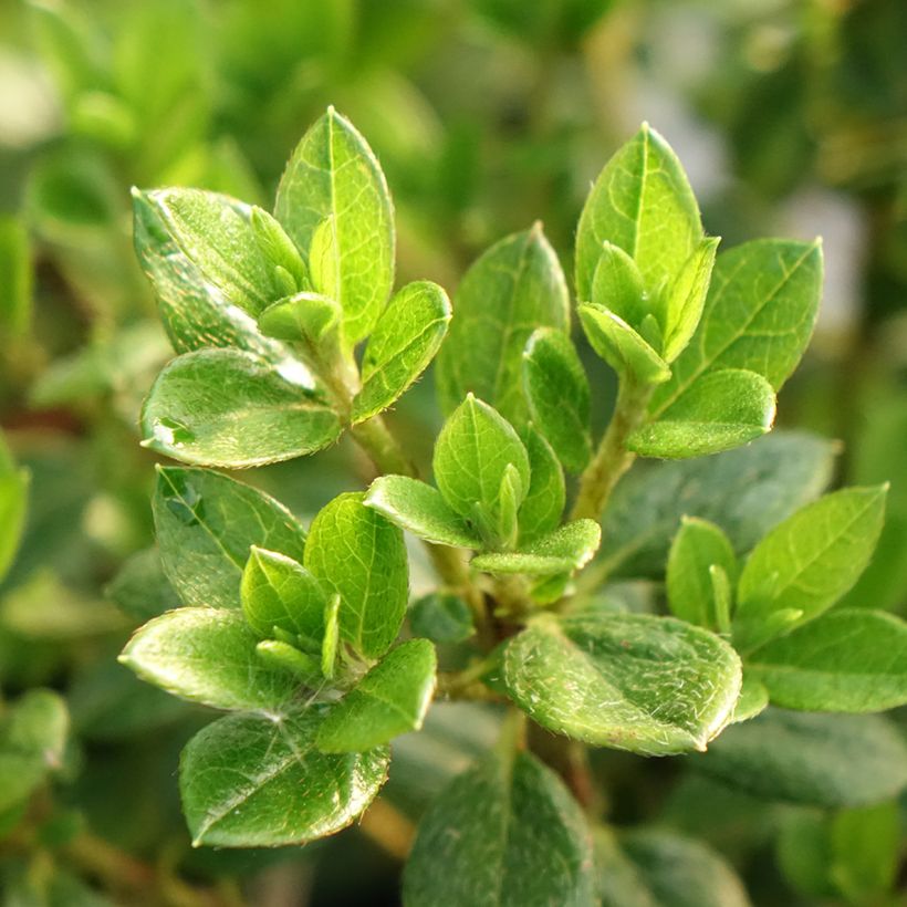 Azalea Sachsenstern (Fogliame)