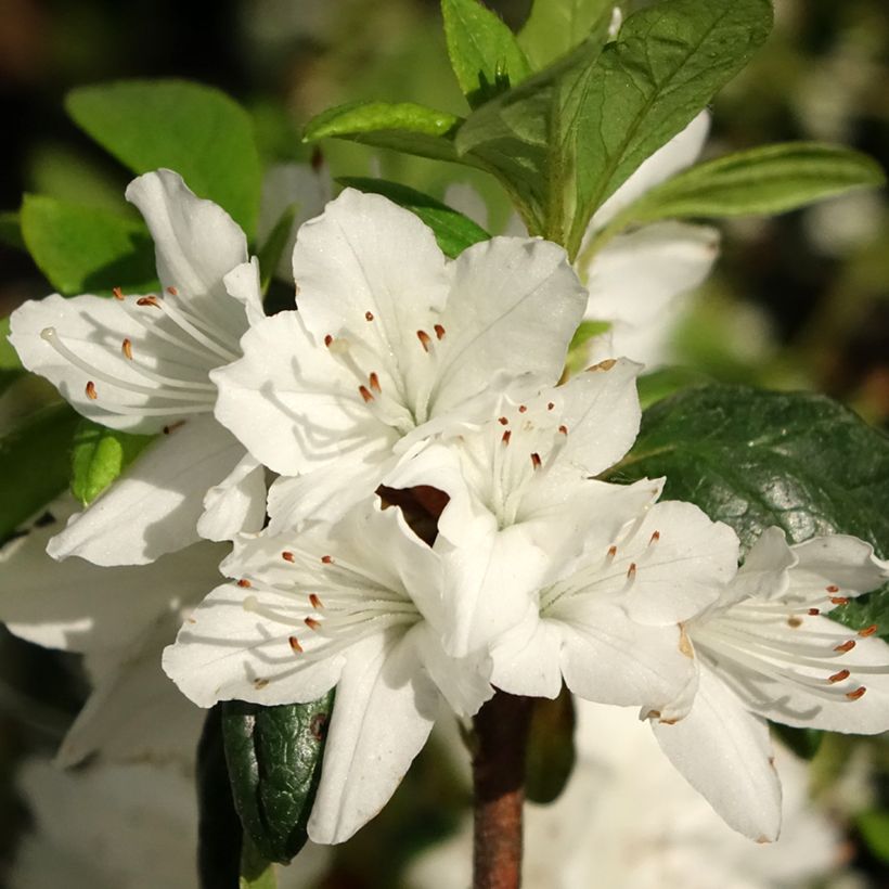 Azalea Schneewittchen (Fioritura)