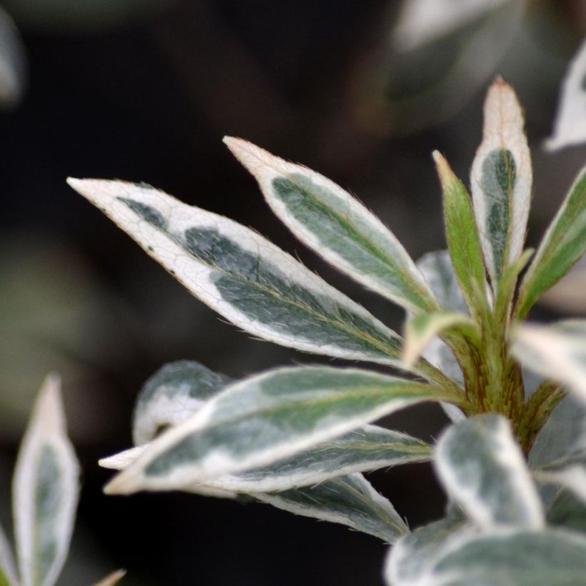 Azalea Silver Queen (Foliage)