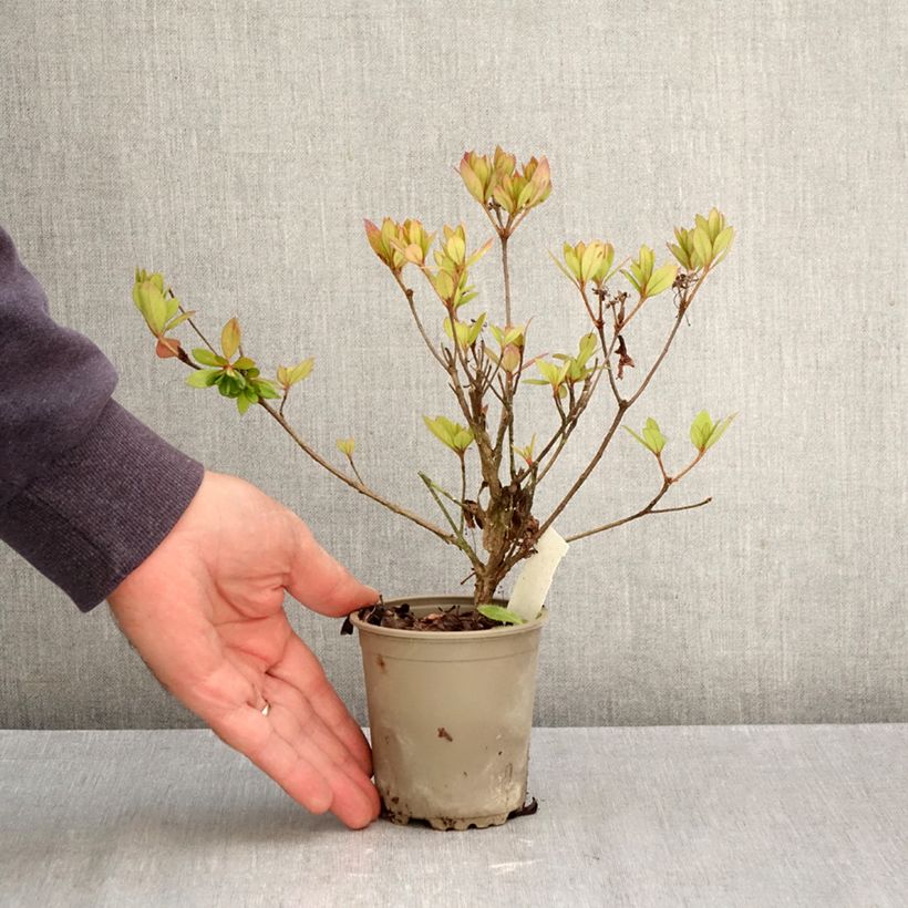 Esemplare di Azalea japonica Vuyk's Rosyred Vasetto da 8/9 cm come consegnato in autunno