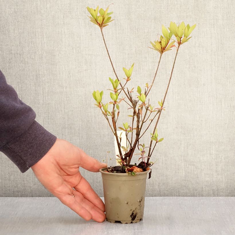 Example of Azalea japonica Vuyk's Rosyred Vasetto da 8/9 cm as you get in printemps