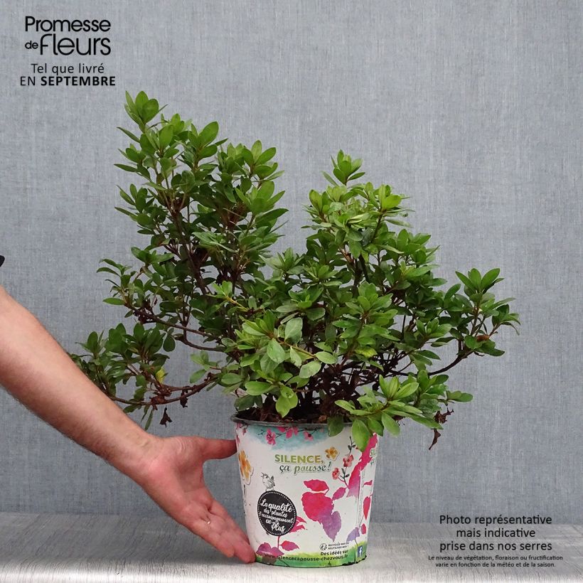 Esemplare di Azalea japonica Vuyk's Scarlet Vaso da 4L/5L come consegnato in autunno