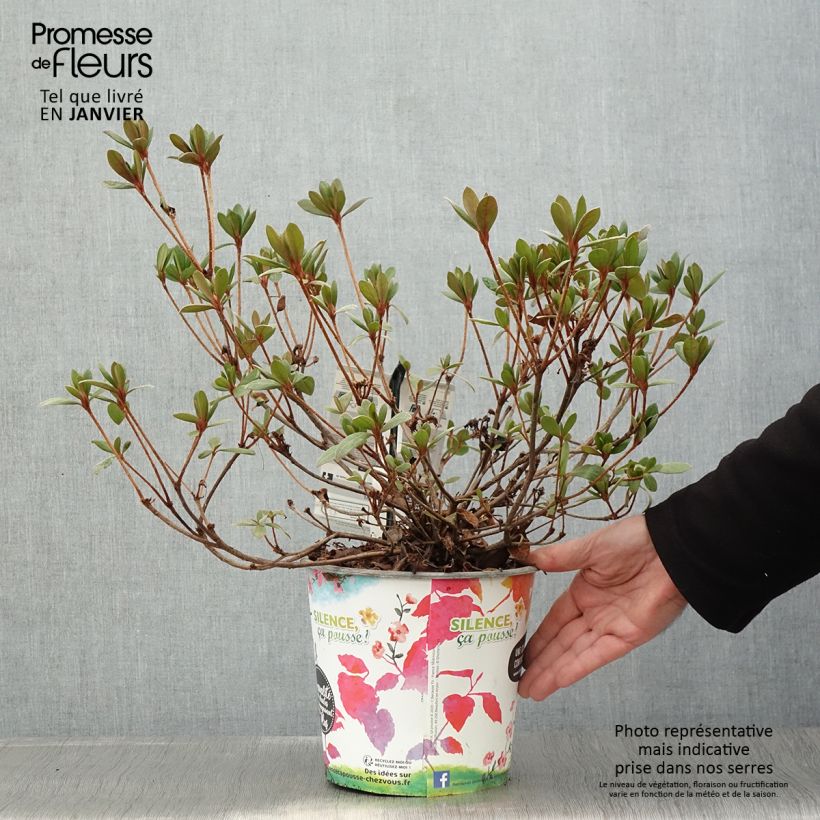 Azalée du Japon Vuyk's Scarlet - Rhododendron hybride. Pot de 4L/5L esemplare consegnato in inverno
