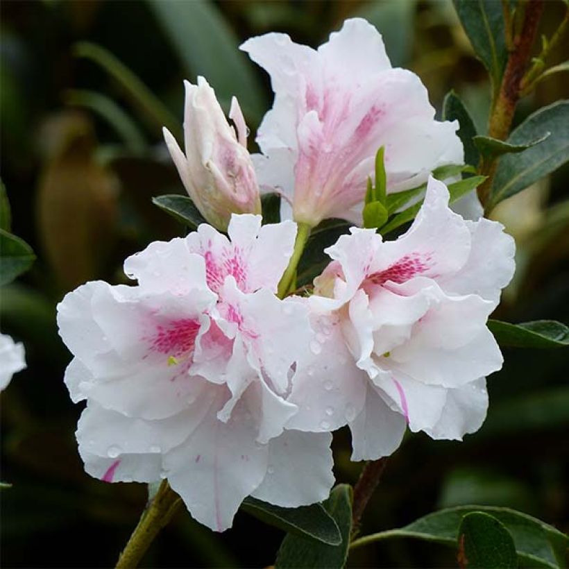 Azalea White Prince (Fioritura)