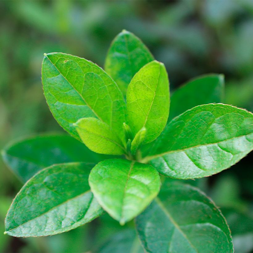 Azalea ENCORE Autumn Fire (Fogliame)