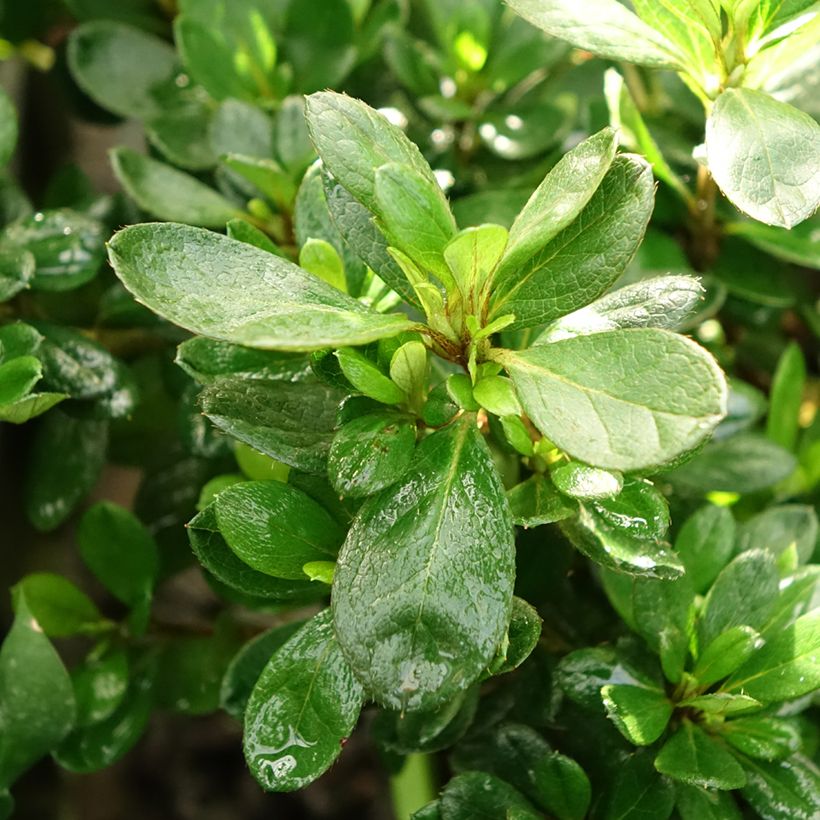 Azalea ENCORE Bonfire (Fogliame)