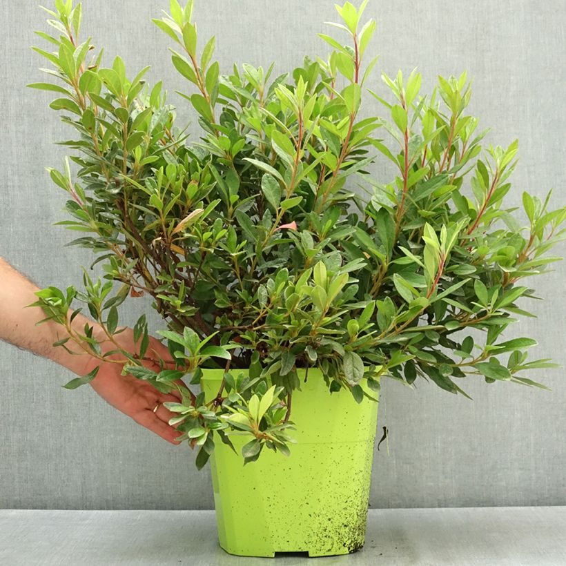 Esemplare di Azalea japonica ENCORE Sundance Vaso da 7,5L/10L consegnato in estate