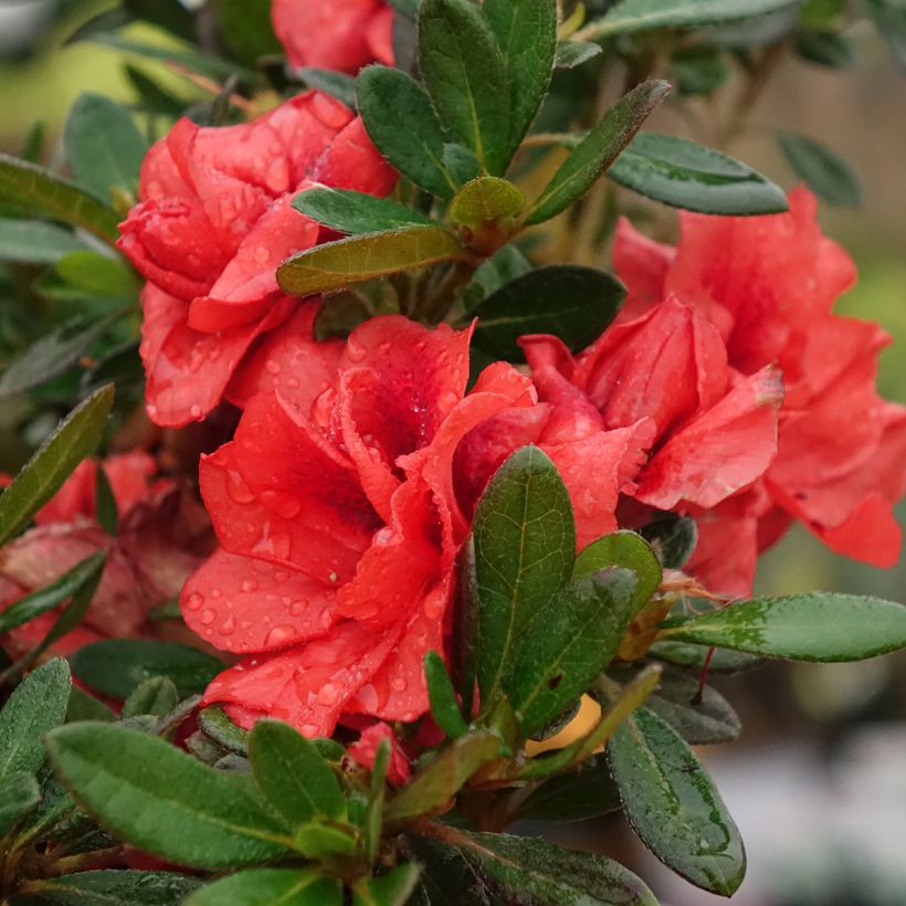 Azalea giapponese REPETITA Coral (Fioritura)