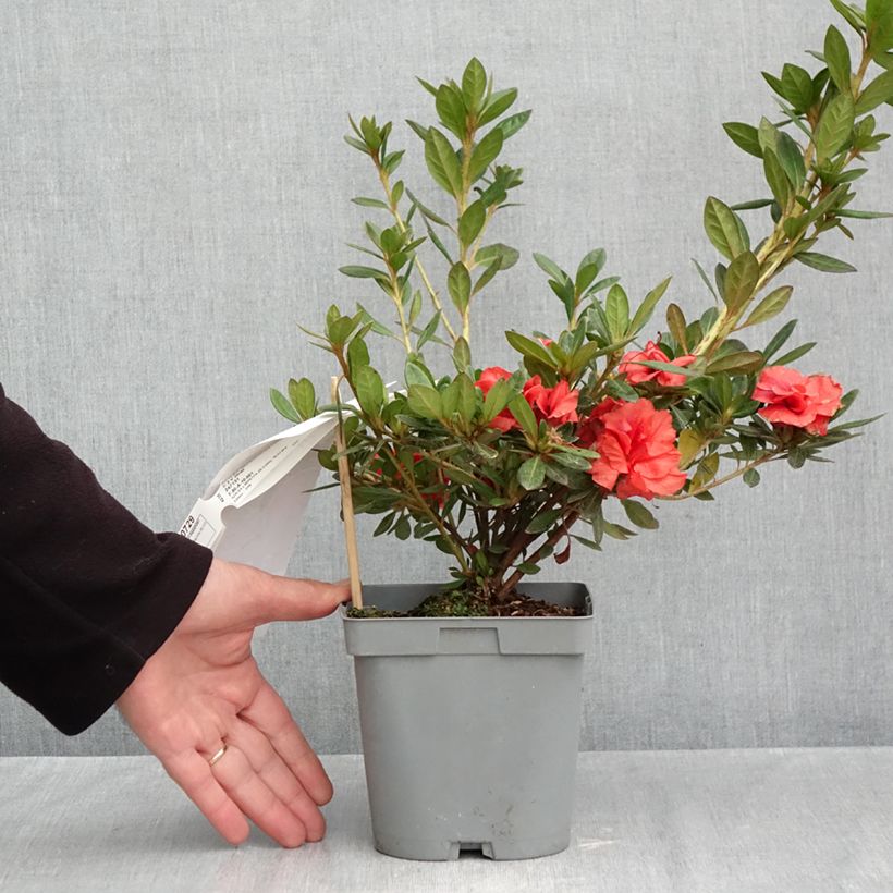 Esemplare di Azalea giapponese REPETITA Coral Vaso da 2L/3L come consegnato in autunno