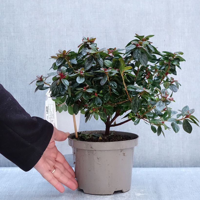 Azalea giapponese REPETITA Coral Vaso da 2L/3L esemplare consegnato in inverno