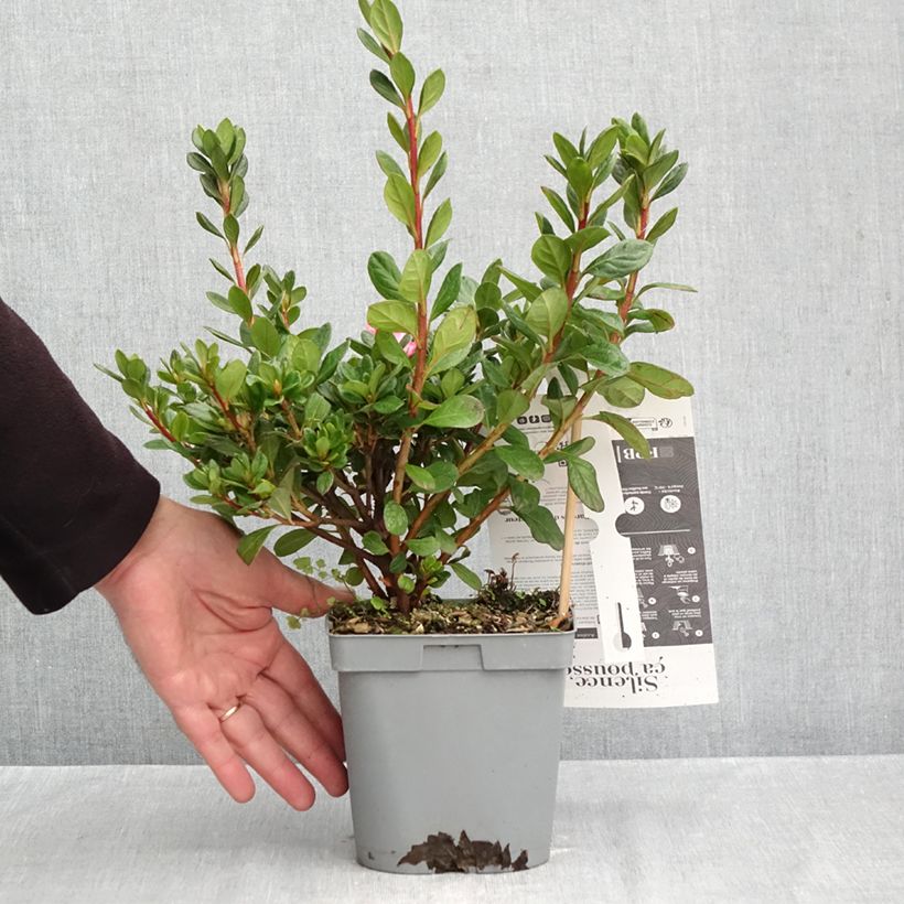 Esemplare di Azalea giapponese Repetita Pink Vaso da 2L/3L come consegnato in autunno