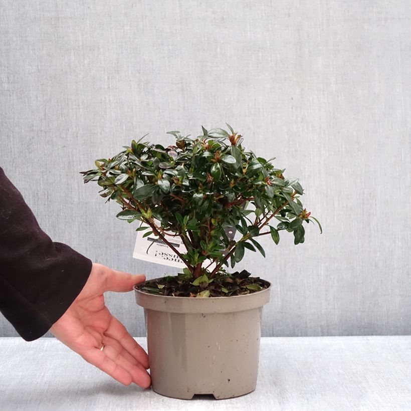 Azalea giapponese Repetita Pink Vaso da 2L/3L esemplare consegnato in inverno