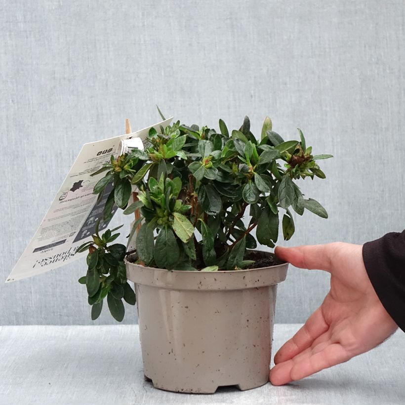 Esemplare di Azalea giapponese REPETITA Red Vaso da 2L/3L come consegnato in autunno