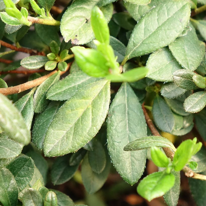 Azalea giapponese REPETITA White (Fogliame)