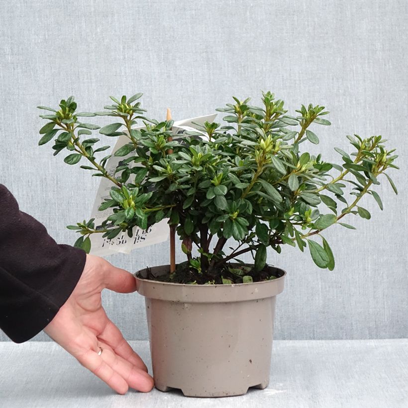 Esemplare di Azalea giapponese REPETITA White Vaso da 2L/3L come consegnato in autunno