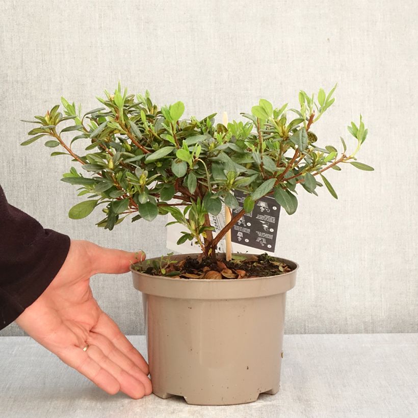 Azalea giapponese REPETITA White Vaso da 2L/3L esemplare consegnato in primavera