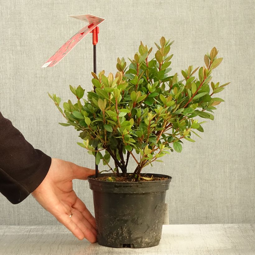 Esemplare di Azalea japonica Arabesk Vaso da 1,5L/2L come consegnato in autunno