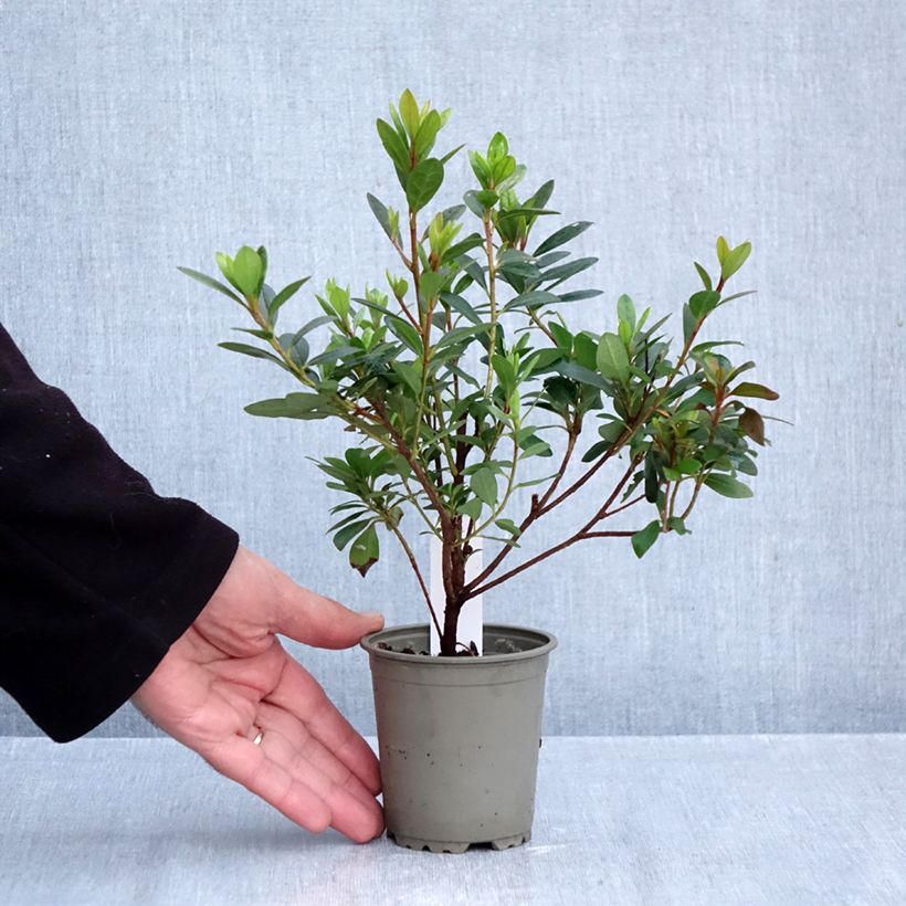 Esemplare di Azalea japonica Arabesk Vasetto da 8/9 cm come consegnato in autunno