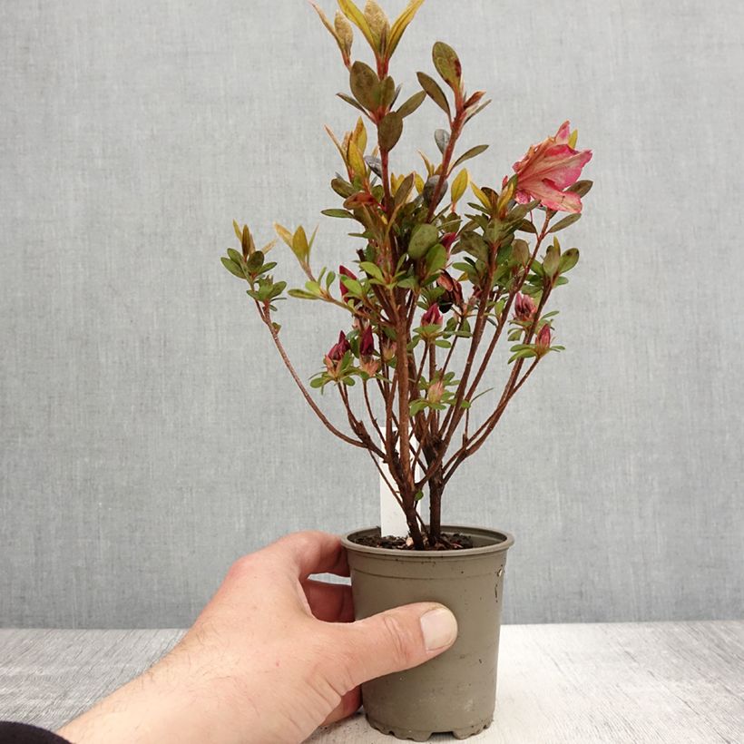 Example of Azalea japonica Arabesk Vasetto da 8/9 cm as you get in printemps