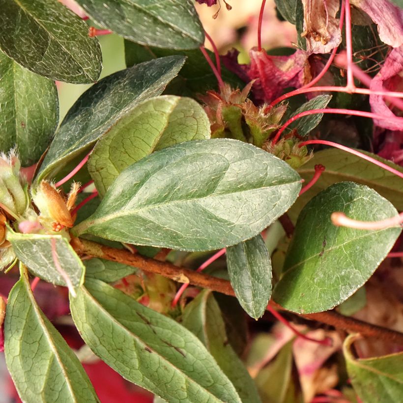 Azalea japonica Madame Galle (Foliage)