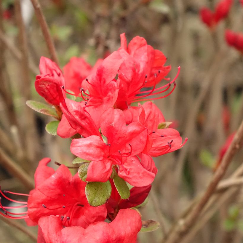 Azalea japonica Stewartstonian (Flowering)