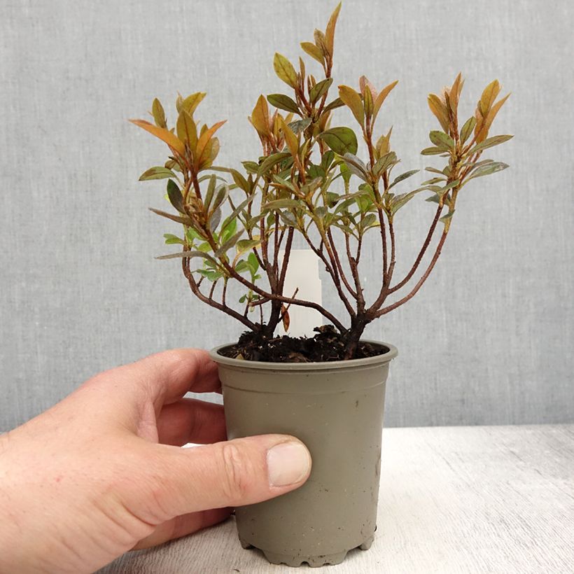 Example of Azalea Blaauw's pink Vasetto da 8/9 cm as you get in printemps