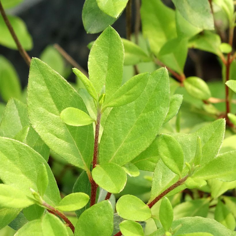 Azalea japonica Gilbert Mullie (Fogliame)