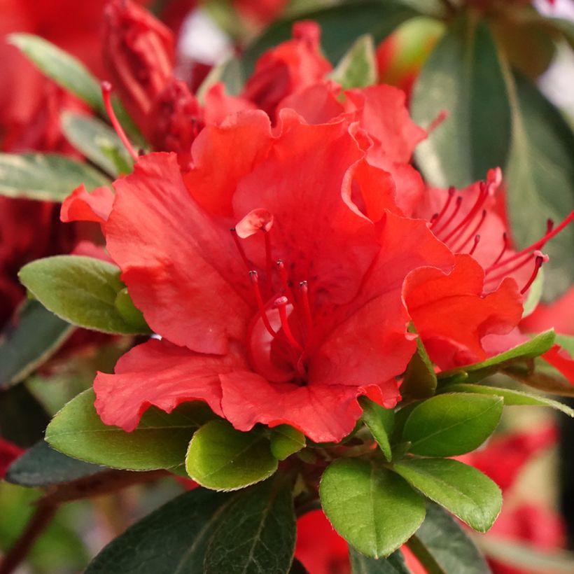 Azalea japonica Girard's Hot Shot (Flowering)
