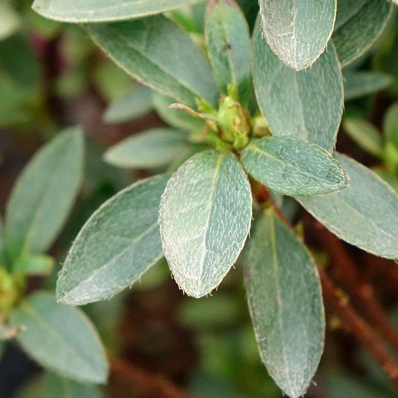 Azalea japonica Mme Van Hecke (Foliage)