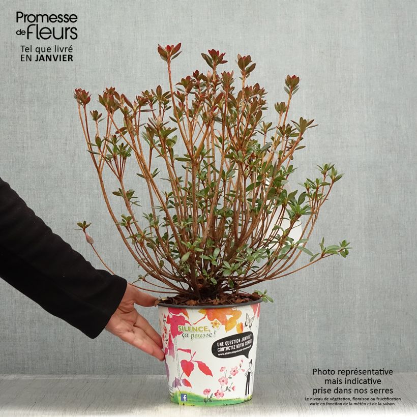 Azalea japonica Orange Beauty Vaso da 2L/3L esemplare consegnato in inverno
