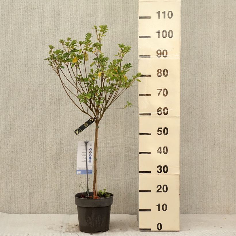 Esemplare di Azalea obtusum Schneeglanz Vaso da 4L/5L, Vaso impalcato consegnato in estate