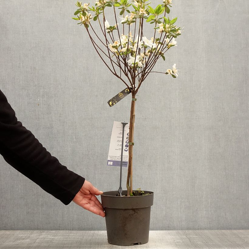 Azalea obtusum Schneeglanz Vaso da 4L/5L, Vaso impalcato esemplare consegnato in primavera